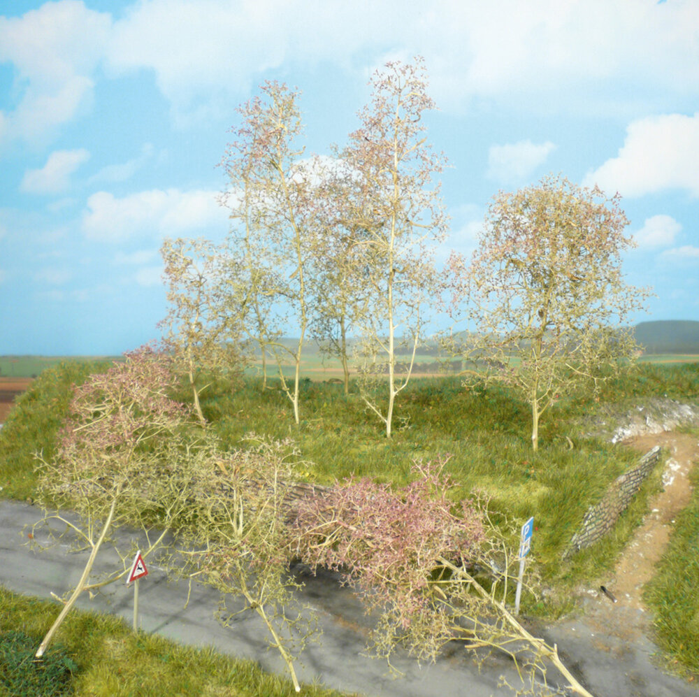 20 BAUME SEEMOOS NATUR