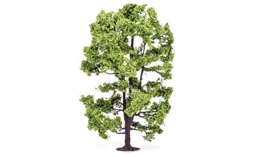 Acacia Tree
