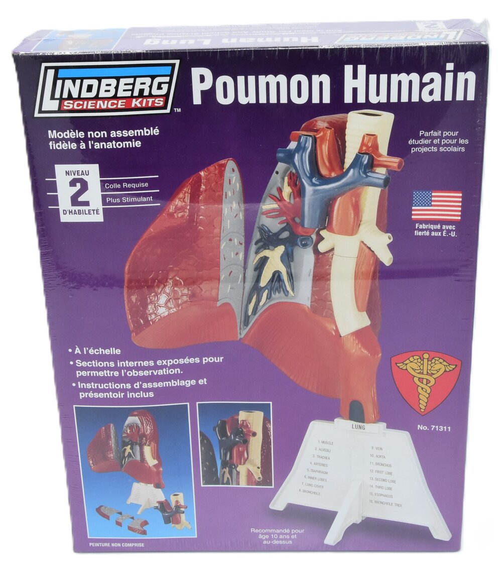 HUMAN LUNG MODEL 1:1
