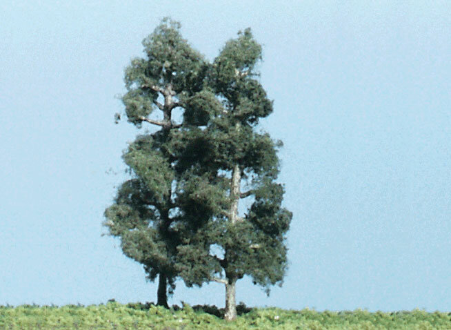 4,50″ COLUMNAR PINE 4